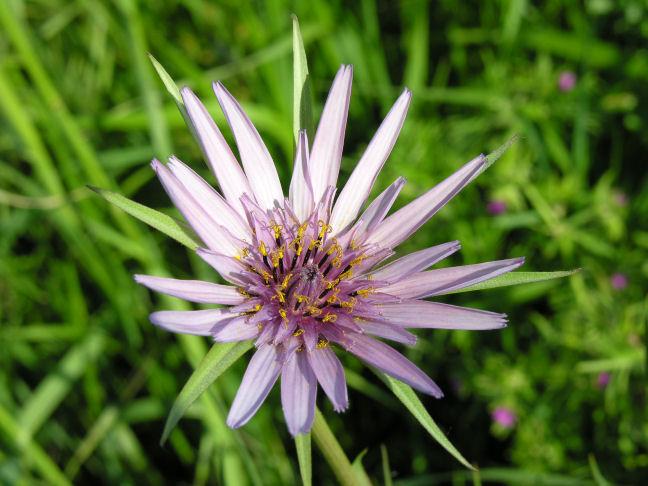 Tragopogon porrifolius / Barba di becco violetta